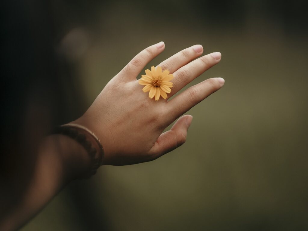 flower, bloom, blossom-7085238.jpg