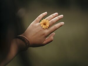 flower, bloom, blossom-7085238.jpg